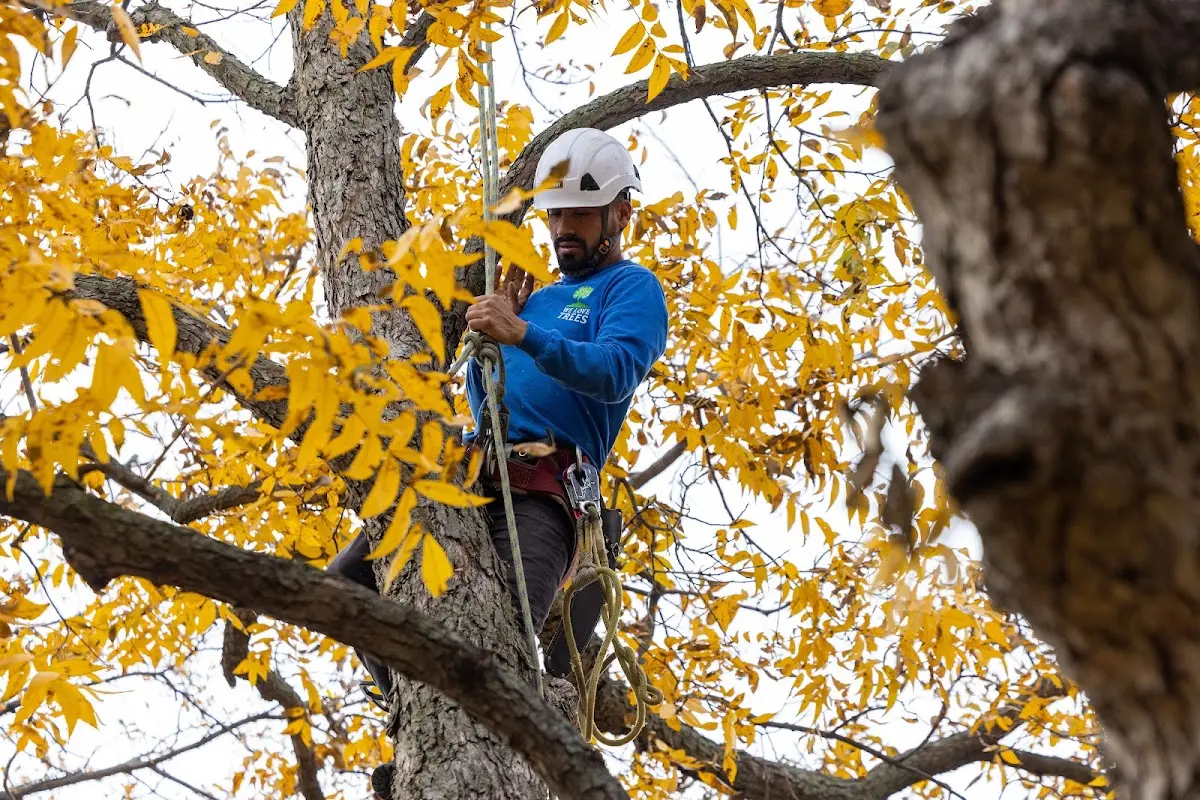 Skilled Tree Trimming crew working in Wildwood